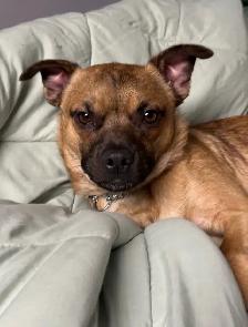 Nugget Needs a Home!