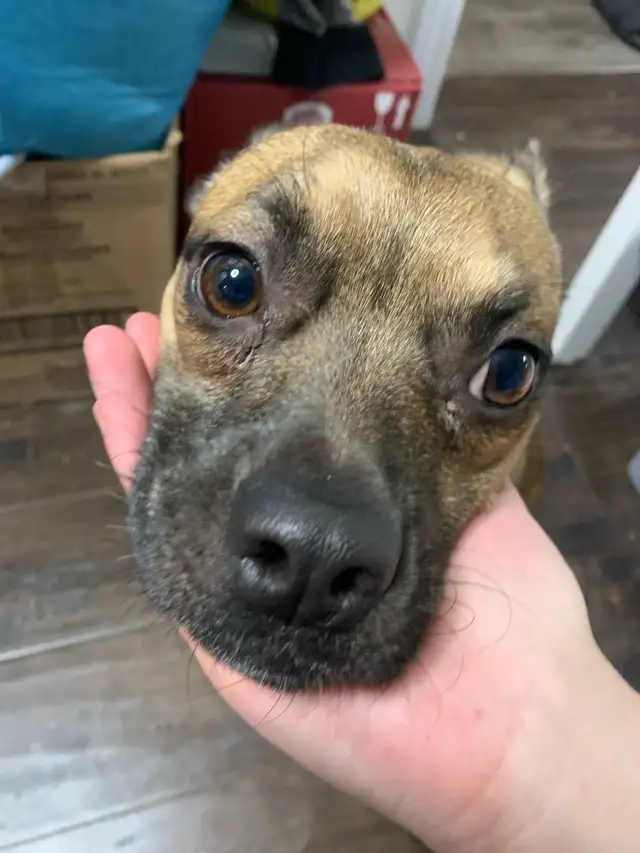 Nugget Needs a Home! - Photo 2