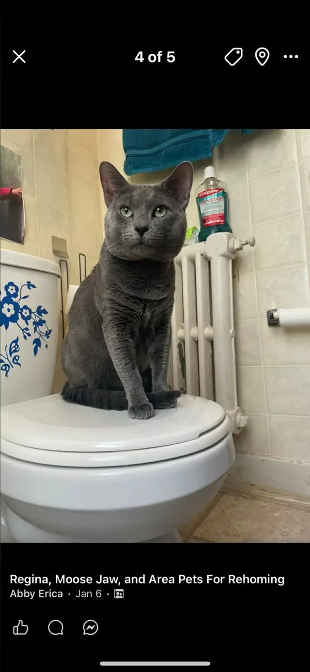 2 adult cats, mother and son. - Photo 2