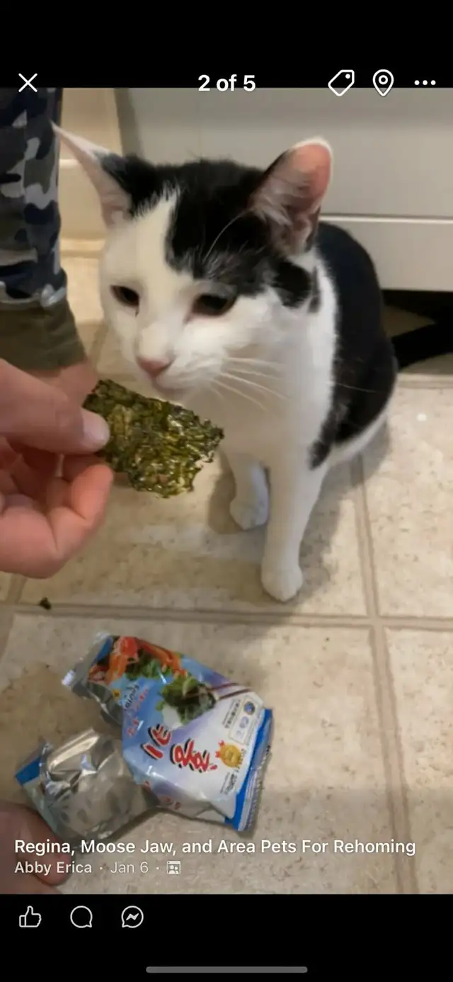 2 adult cats, mother and son. - Photo 3