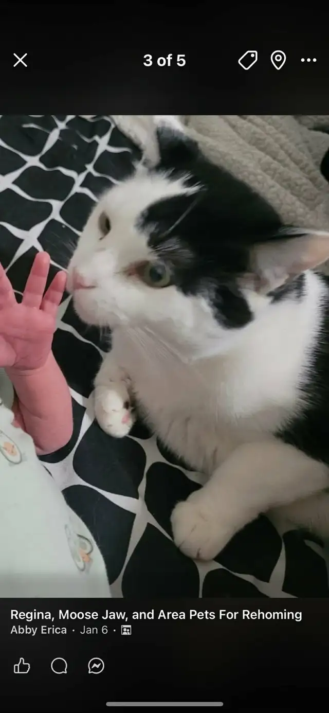 2 adult cats, mother and son. - Photo 4