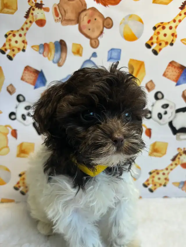 Chiot shih tzu croisé caniche (shihpoo) Toy