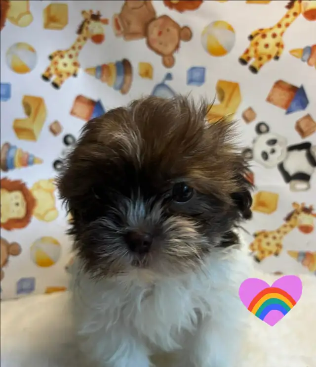 Chiot shih tzu croisé caniche (shihpoo) Toy - Photo 2