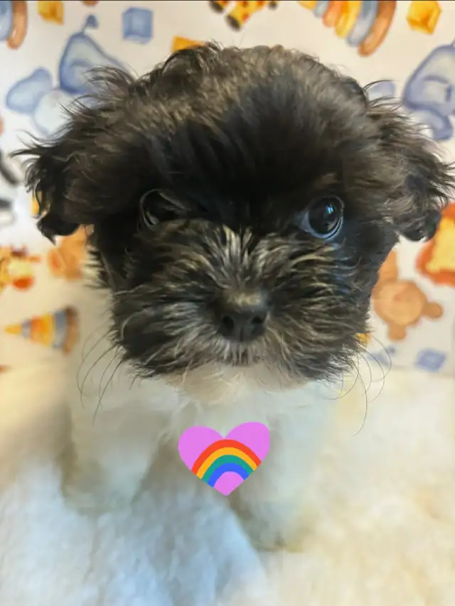 Chiot shih tzu croisé caniche (shihpoo) Toy - Photo 3