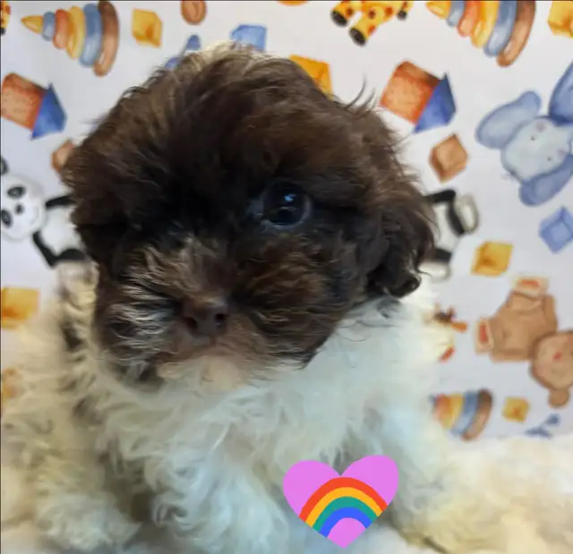 Chiot shih tzu croisé caniche (shihpoo) Toy - Photo 4