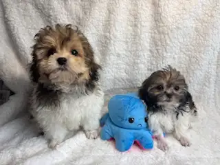 Chiot shih tzu croisé caniche (shihpoo) Toy - Photo 5