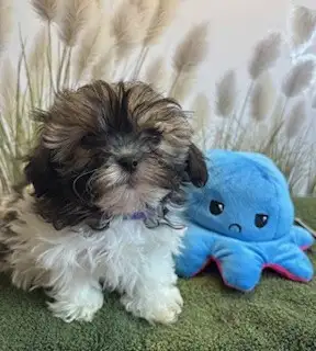 Chiot shih tzu croisé caniche (shihpoo) Toy - Photo 6