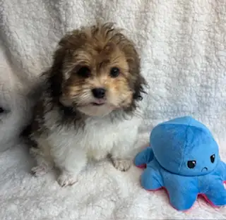 Chiot shih tzu croisé caniche (shihpoo) Toy - Photo 7