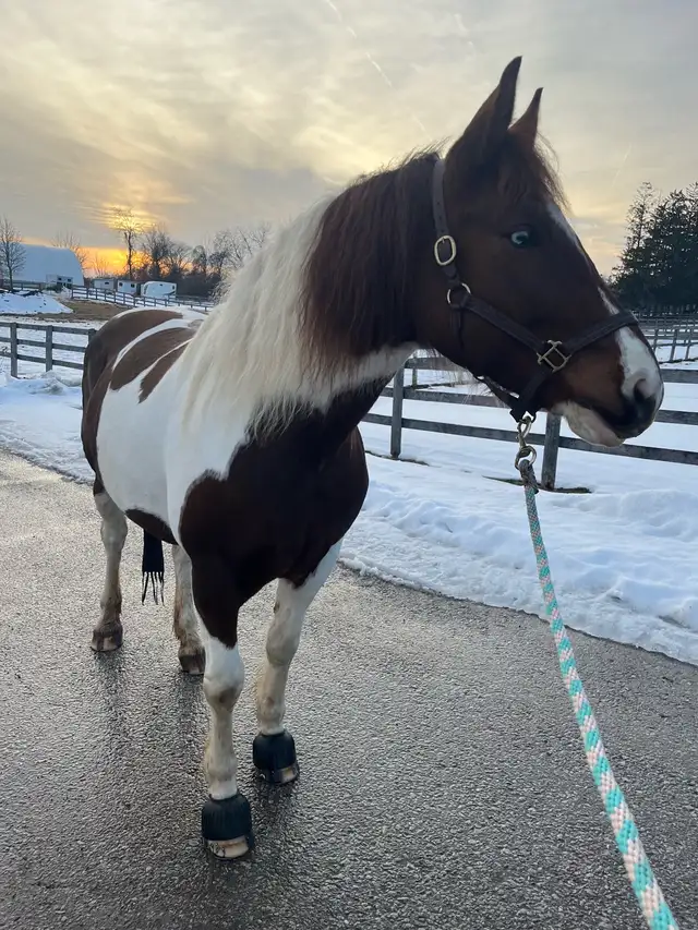 Paint Draft X FS - Photo 2