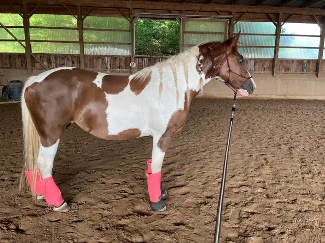 Paint Draft X FS - Photo 4