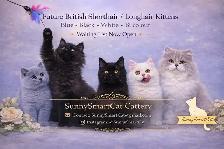 British Shorthair/Longhair kittens - Waiting list