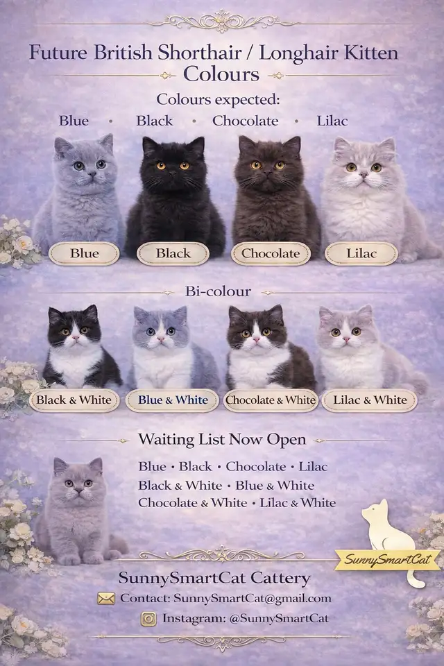 British Shorthair/Longhair kittens - Waiting list - Photo 2