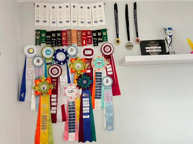 British Shorthair/Longhair kittens - Waiting list - Photo 3