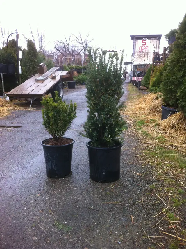 Local Grown Cedars, Boxwoods, Yews, Japanese Maples - Photo 8