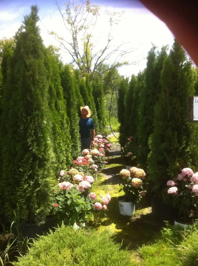 Real Cedar Mulch ! - Photo 4