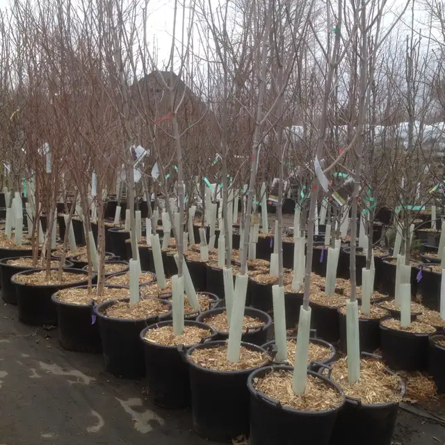 1,000 Varieties of Plants and Real Cedar Mulch! - Photo 6