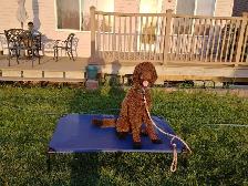 PROFESSIONAL DOG TRAINER/PRIVATE TRAINING/OR BOARD &TRAIN - Photo 2