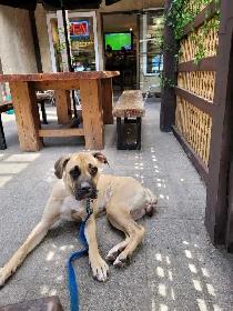 PROFESSIONAL DOG TRAINER/PRIVATE TRAINING/OR BOARD &TRAIN - Photo 9