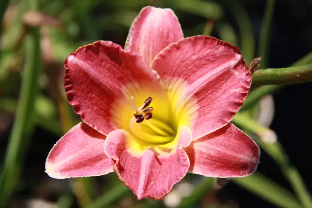 Local Grown Cedars Boxwoods Yews Japanese Maple Trees - Photo 10
