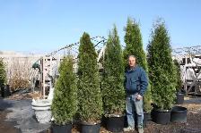 Local  Grown  Cedars, Boxwoods, Yews, Japanese Maples Trees