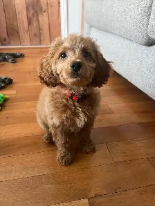 Miniature Cockapoo puppy for sale