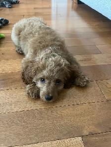 Miniature Cockapoo puppy for sale - Photo 2