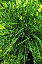 Buy Local Plants and Mulch Direct! - Photo 7