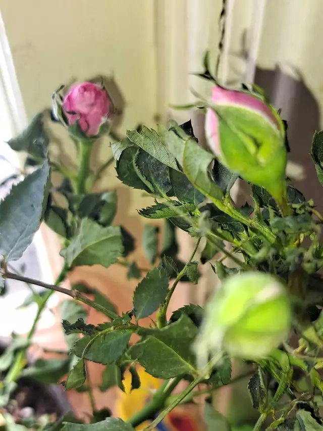 Free working refrigerator pick up only