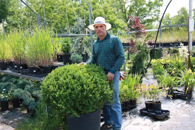 Local Grown Cedars Yews Boxwoods Japanese Maples Hydrangea - Photo 7