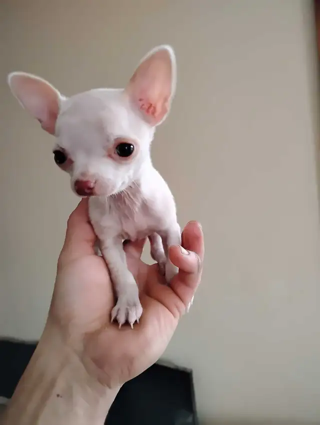 chihuahua miniature