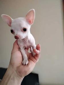 chihuahua miniature