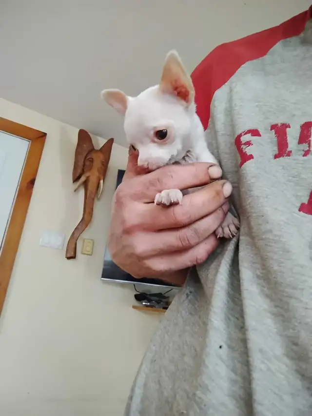 chihuahua miniature - Photo 2