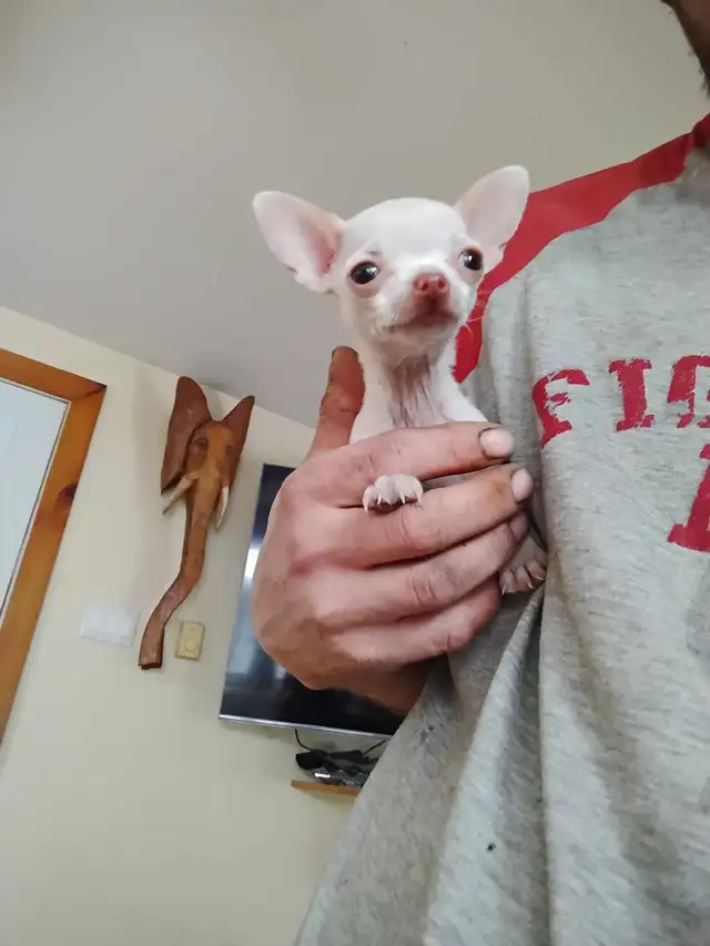 chihuahua miniature - Photo 3