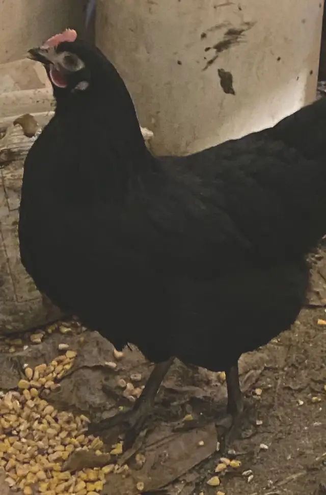 Ready to Lay Pullets for Sale