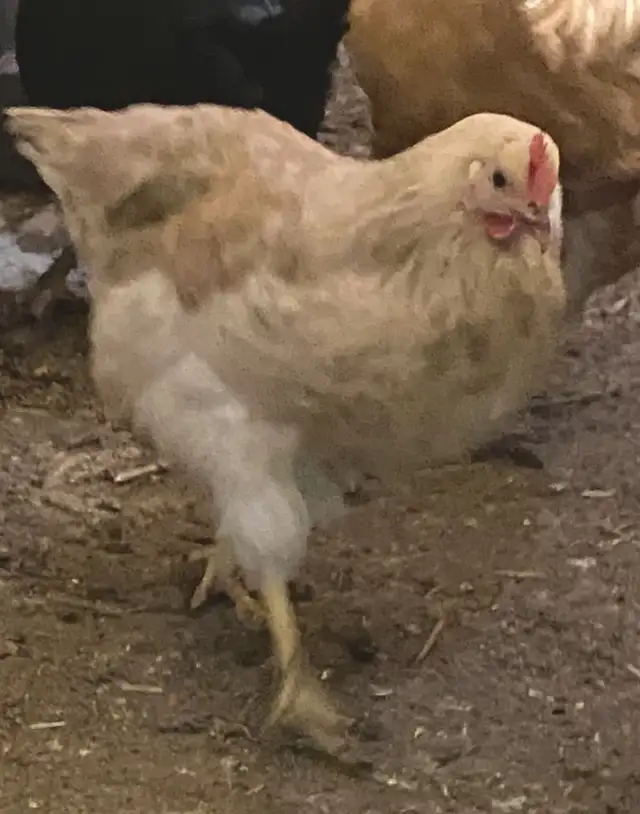 Ready to Lay Pullets for Sale - Photo 2