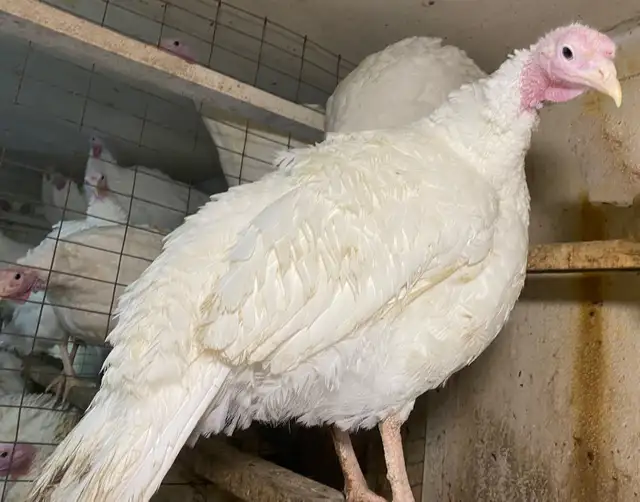 Small White Turkeys for Sale