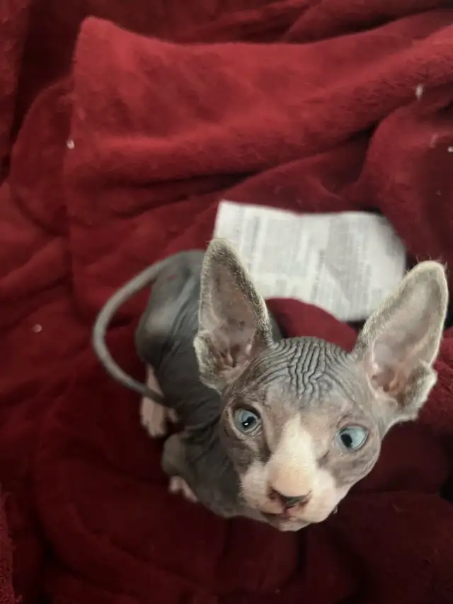 bb shynx prête à partir le 15 avril