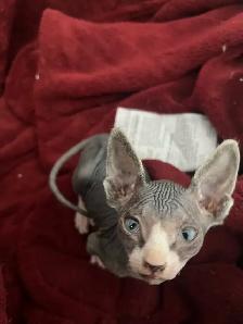 bb shynx prête à partir le 15 avril