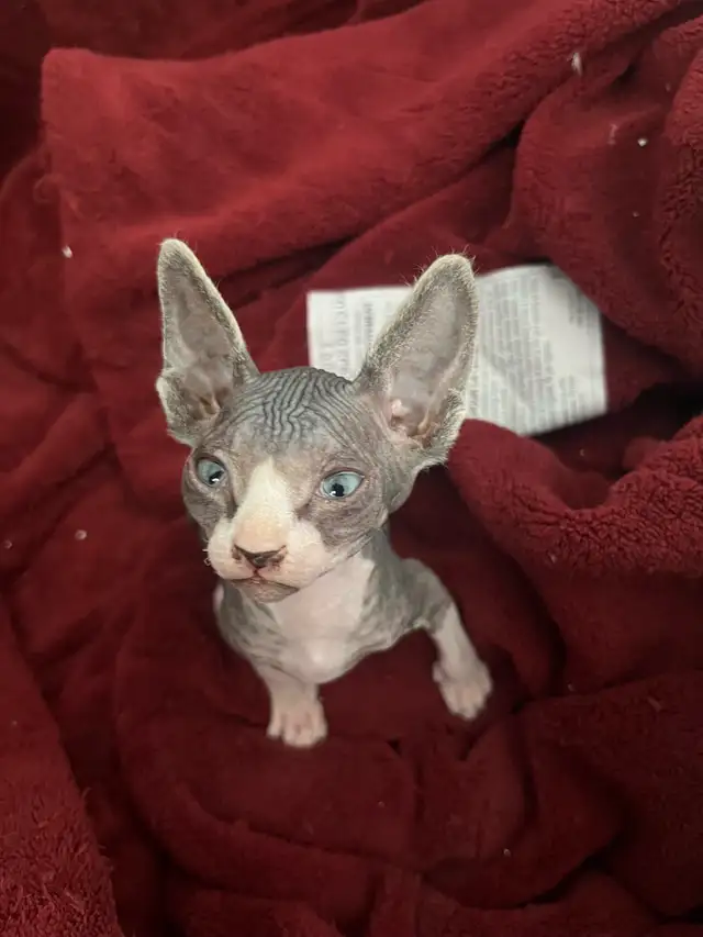 bb shynx prête à partir le 15 avril - Photo 2