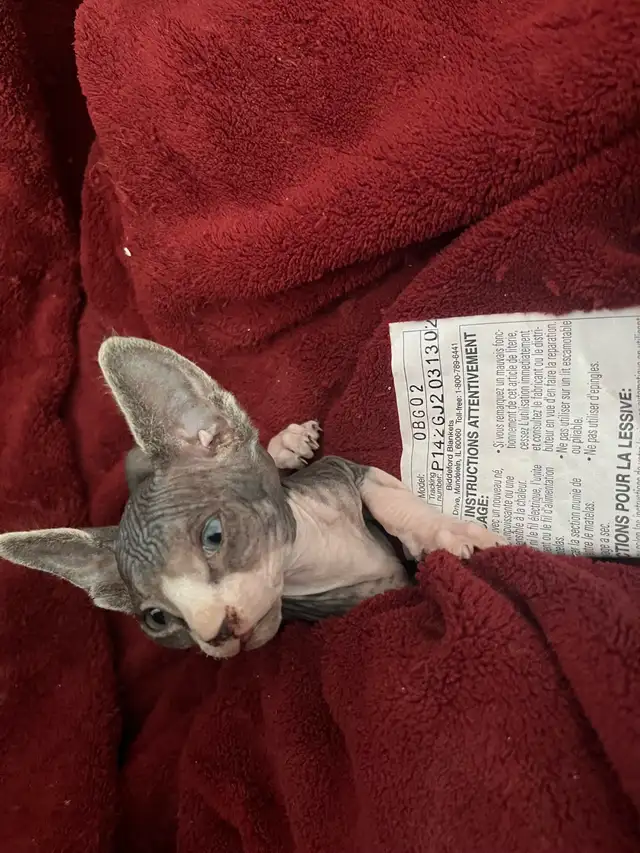 bb shynx prête à partir le 15 avril - Photo 3