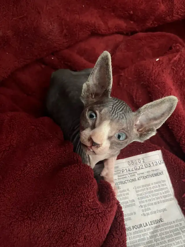 bb shynx prête à partir le 15 avril - Photo 4