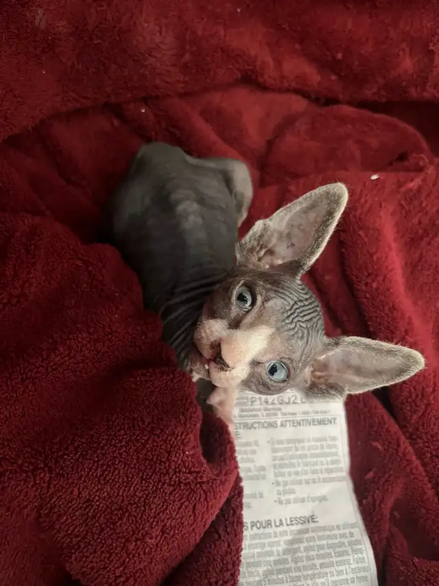 bb shynx prête à partir le 15 avril - Photo 5