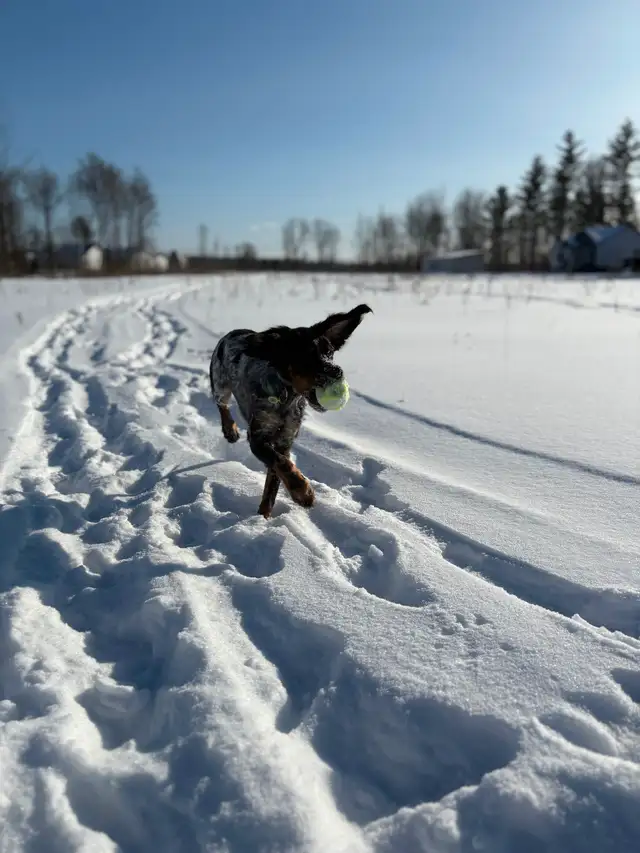 Chien Épagneul Breton 6mois