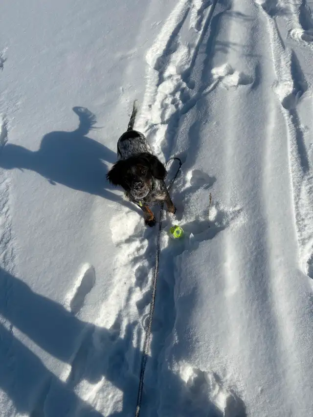 Chien Épagneul Breton 6mois - Photo 2