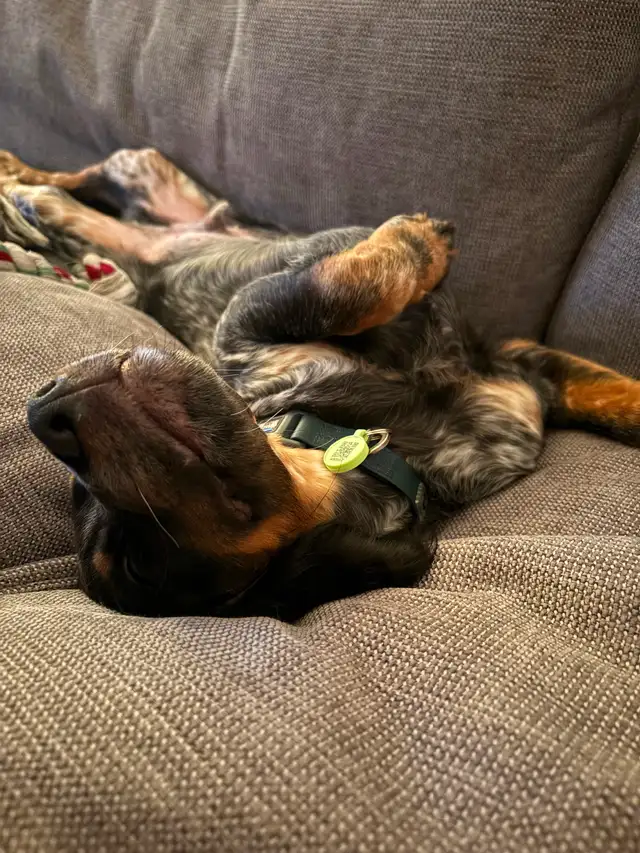 Chien Épagneul Breton 6mois - Photo 3