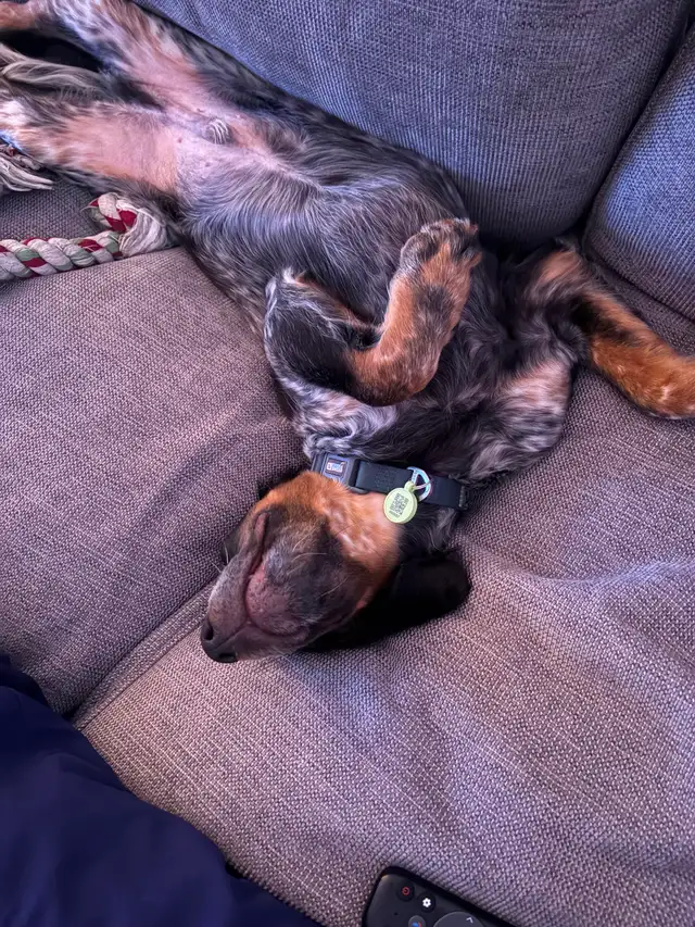 Chien Épagneul Breton 6mois - Photo 4