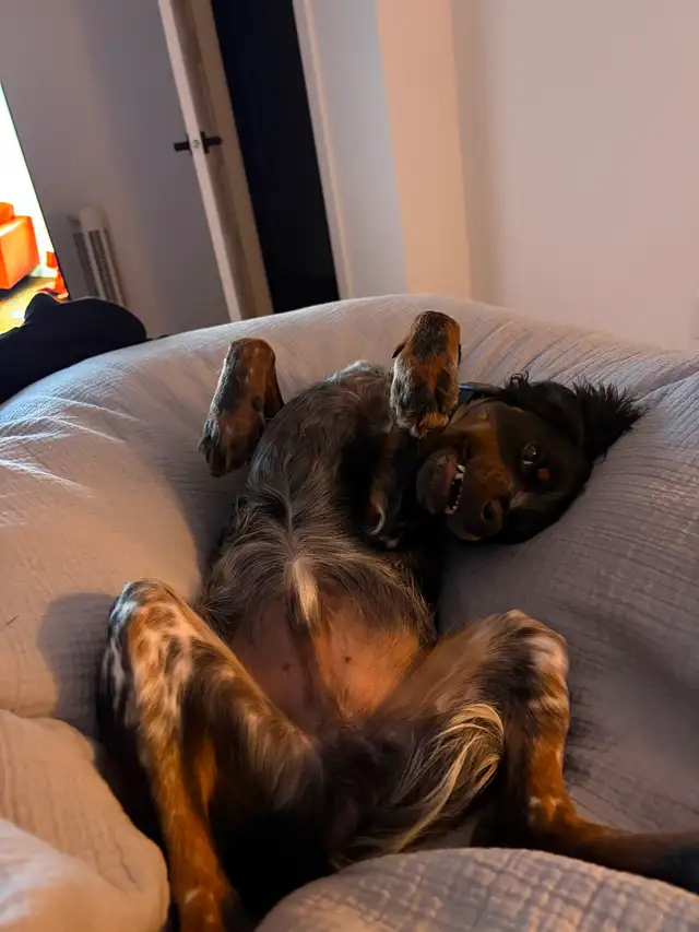 Chien Épagneul Breton 6mois - Photo 5