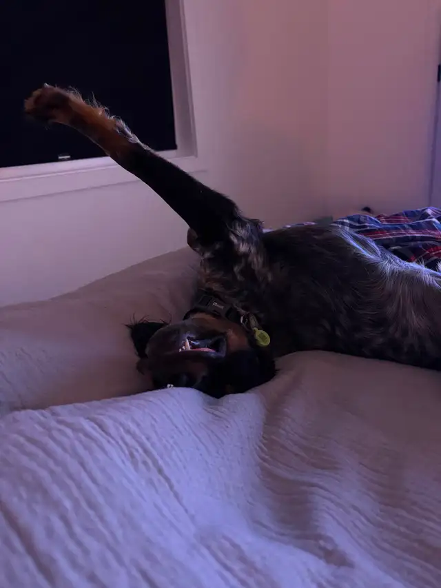 Chien Épagneul Breton 6mois - Photo 6