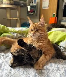 Purebred Maine Coons: Kittens & Retired Adults Available