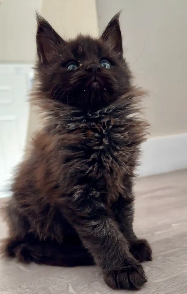 Purebred Maine Coons: Kittens & Retired Adults Available - Photo 3